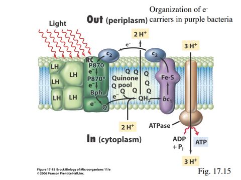 Diagram of purple bacteria photosynthesis